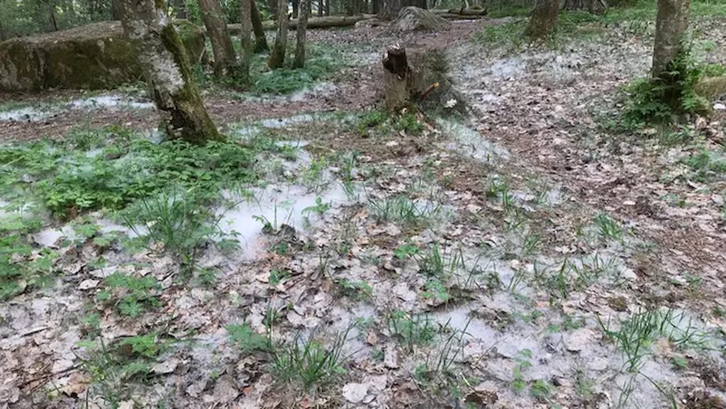 Asp — Populus tremula igen 2021? 7 aspludd-fröer