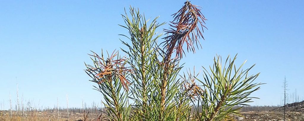 Asp — Populus tremula igen 2021? 5