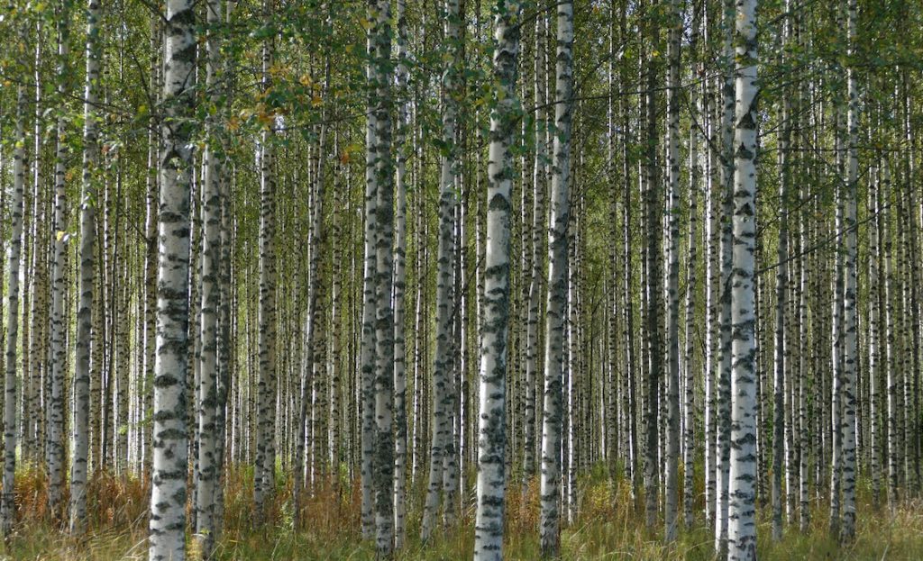 Uppvärdera ditt björksly 2021 — det kanske lönar sig 5