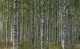 Nu sticker intresset för björkplantor - brist på förädlat frö ett problem 5