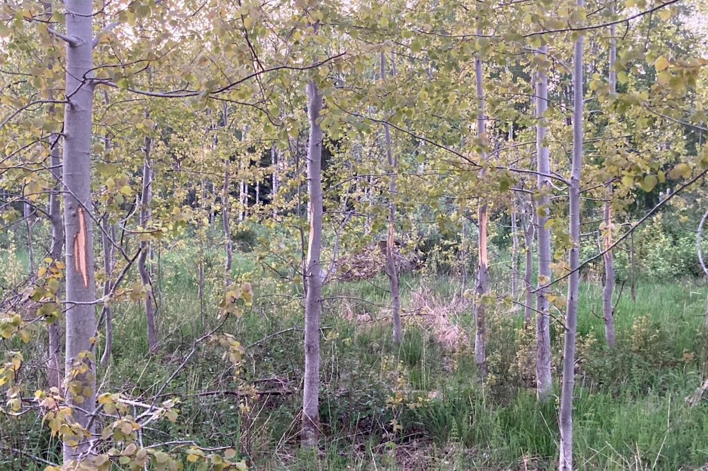 Asp — Populus tremula igen 2021? 8