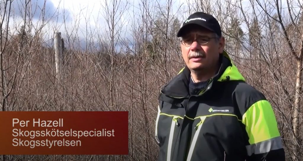 Uppvärdera ditt björksly 2021 — det kanske lönar sig 8