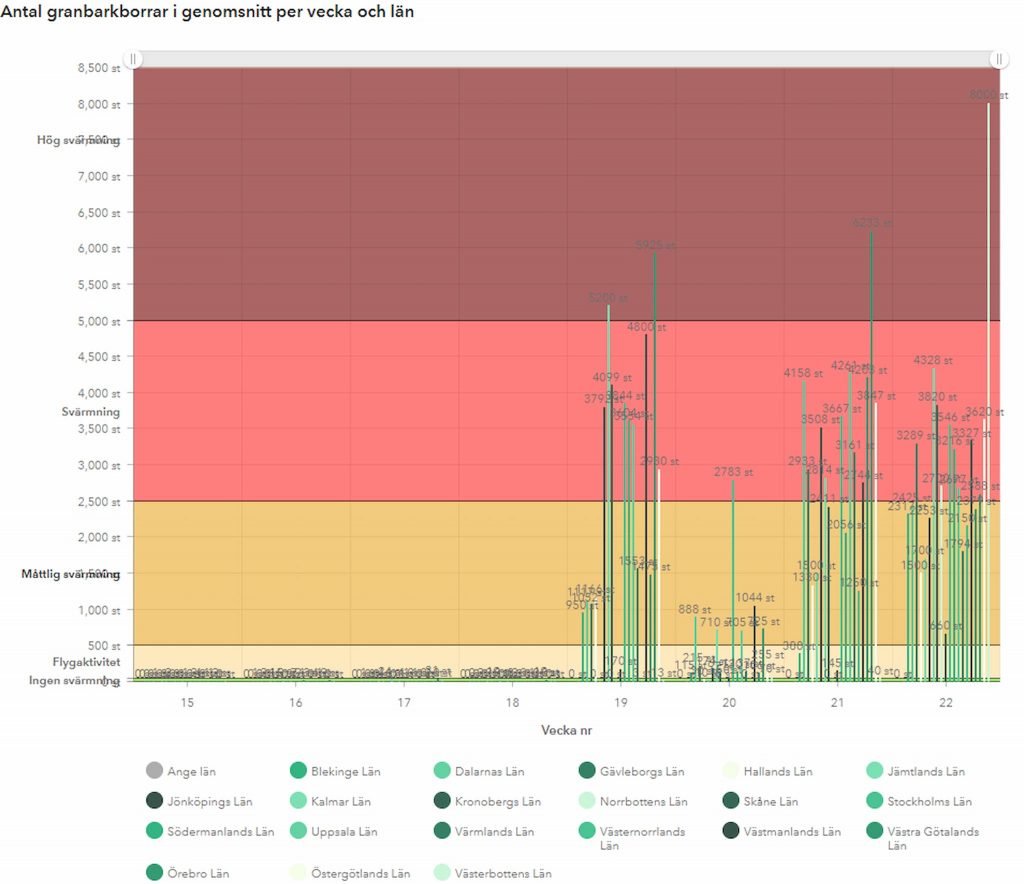 Svärmning av granbarkborre 2021 — hittills lika många i fällorna som försommaren 2020 7