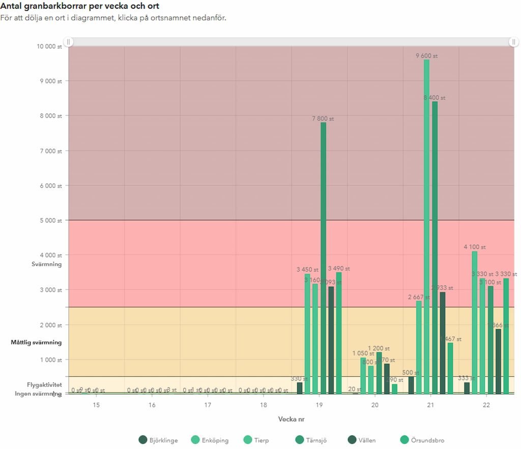 Svärmning av granbarkborre 2021 — hittills lika många i fällorna som försommaren 2020 8