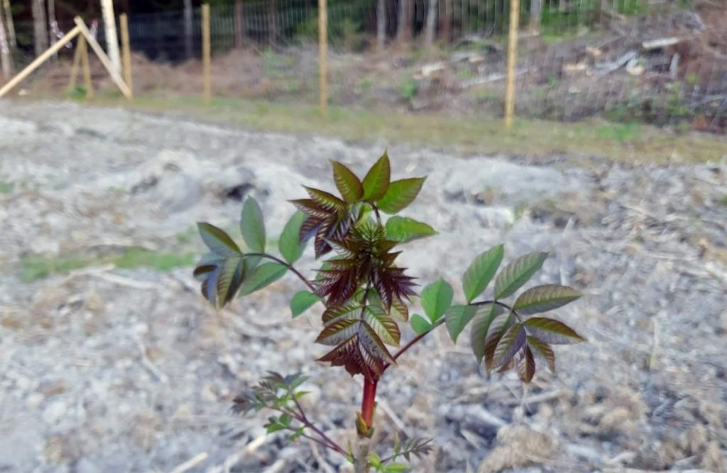 Ädellövskog — hägn och bidrag för ädellöv i 50 år 9 Ädellövskog i hägn