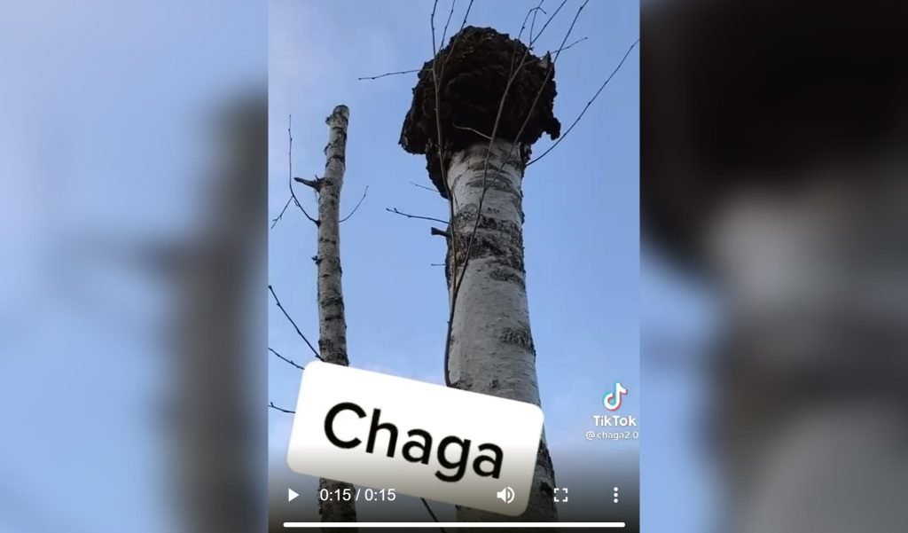 Chaga och TikTok får ungdomarna till skogen 8 Ungdomar letar Chaga på TikTok