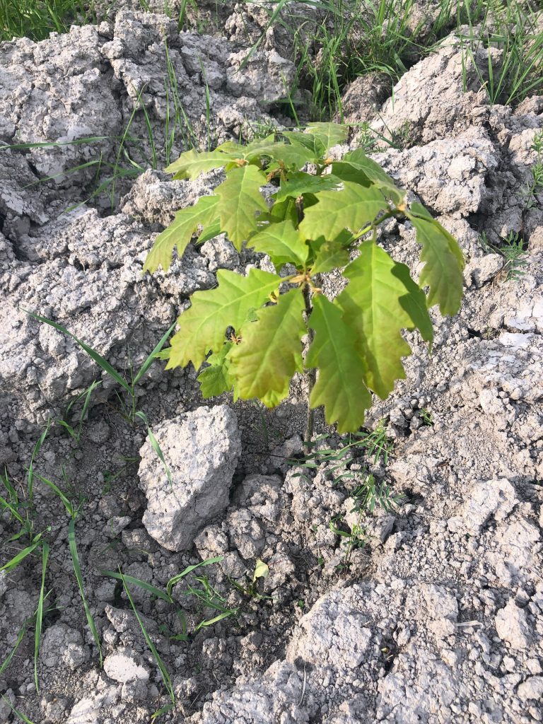 Ädellövskog — hägn och bidrag för ädellöv i 50 år 11 Ekplanta första växtsäsongen