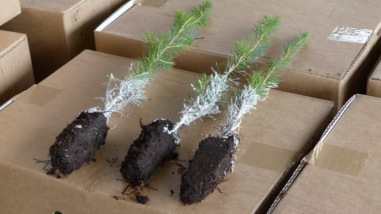 granen är vanligast bland alla plantor