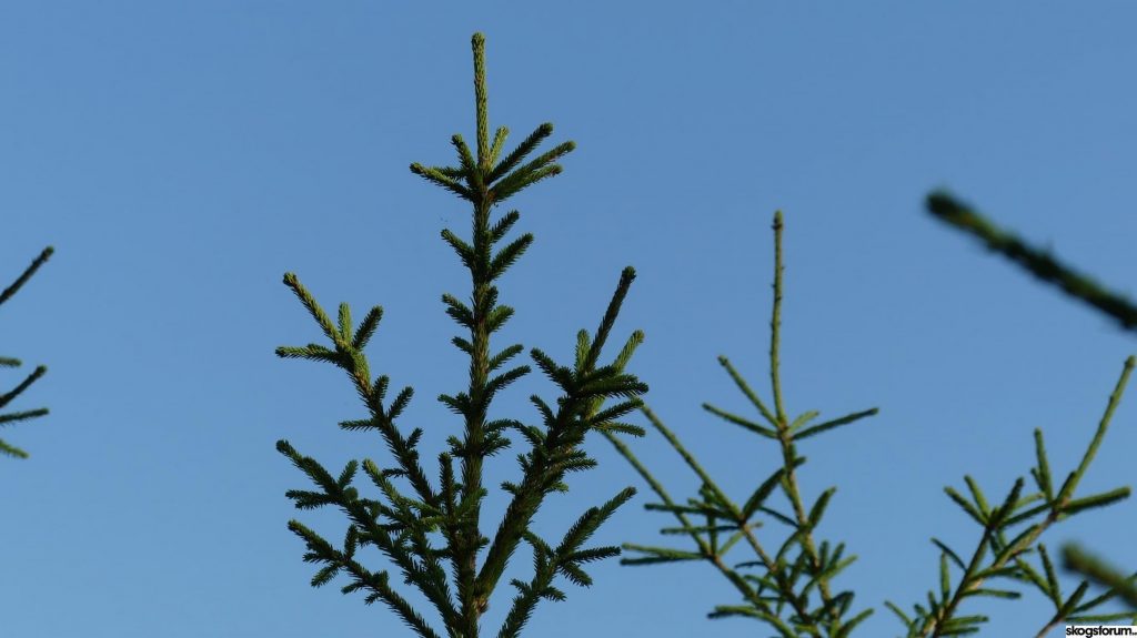 Granen dör - vi planterar ny gran? 5 granen har fått korta toppskott efter torksommaren 2018