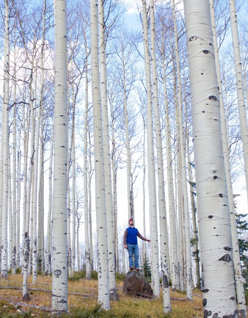 Asp — Populus tremula igen 2021? 9