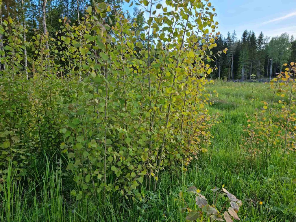 Ädellövskog — hägn och bidrag för ädellöv i 50 år 7 Naturligt uppslag av asp i ädellövshägn.