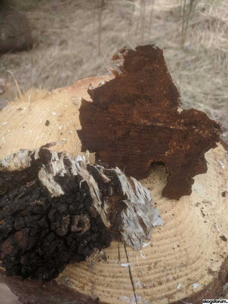 Chaga och TikTok får ungdomarna till skogen 5 Sprängticka skördad från björk