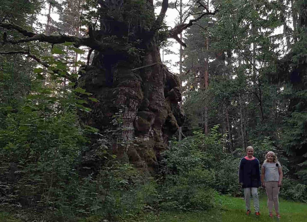 Ädellövskog — hägn och bidrag för ädellöv i 50 år 6 Ekar blir både gamla och stora. Här Häggvikseken.