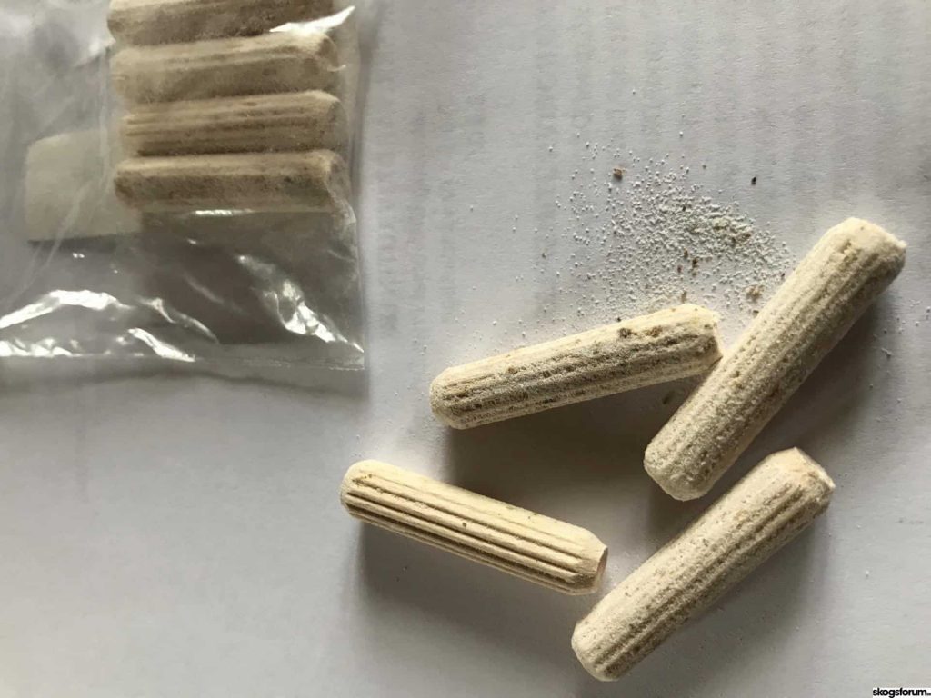 Chaga och TikTok får ungdomarna till skogen 7 Träplugg som infekterats med mycel från sprängticka