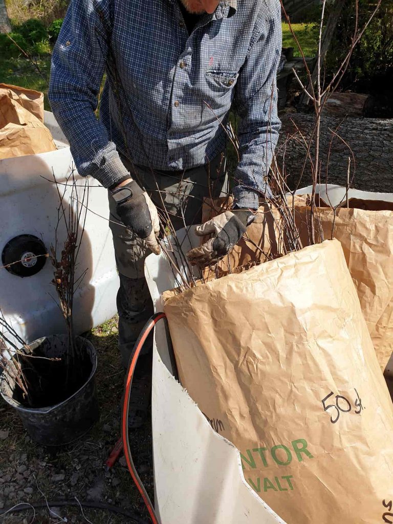 Ädellövskog — hägn och bidrag för ädellöv i 50 år 10 Vattenslå barrotsplantor