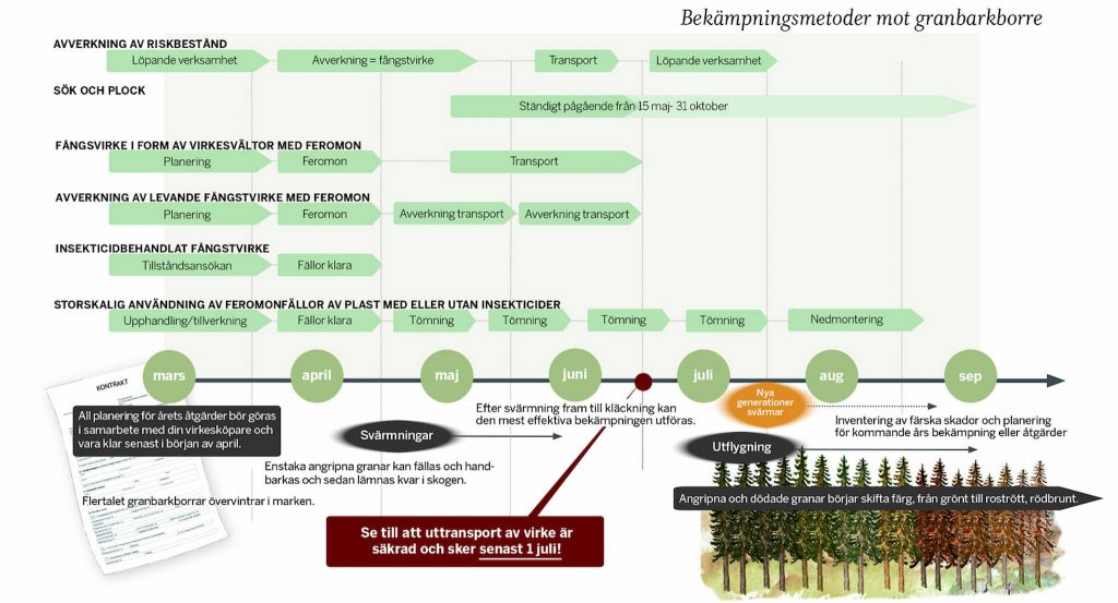 Granbarkborren -- viss ökning i fällorna vecka 26 7