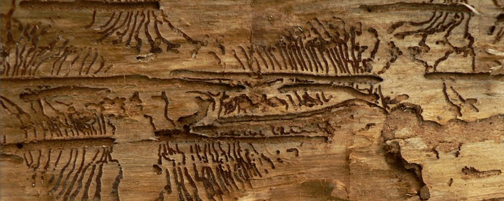 Mera borrar -- fler fångade i år på 20 av 54 orter. 6