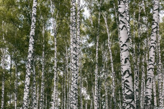 från björkplantor till björkskog