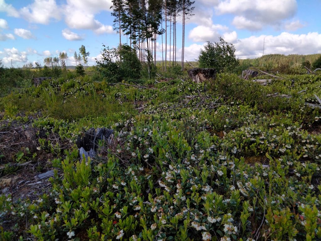 Bärplockning i Sverige 2021 6 Lingonblomning-hygge-Värmland