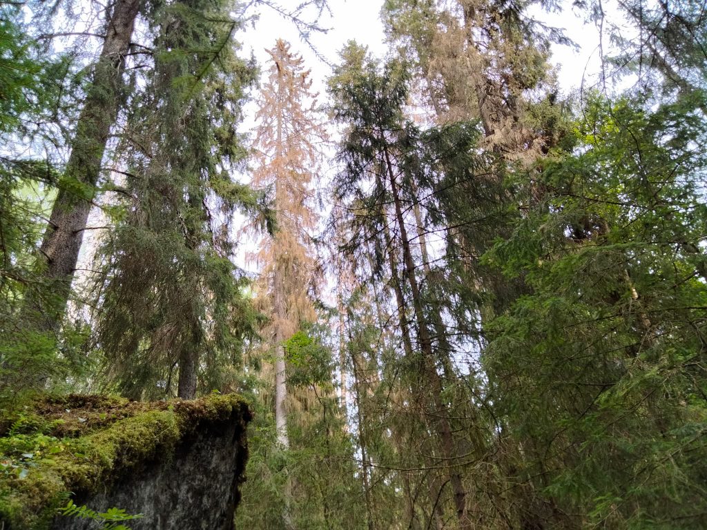 Mölnbackagranen på dryga 49 meter — receptet hyperitberggrund, sydöstsluttning och ett tysk ursprung? 7