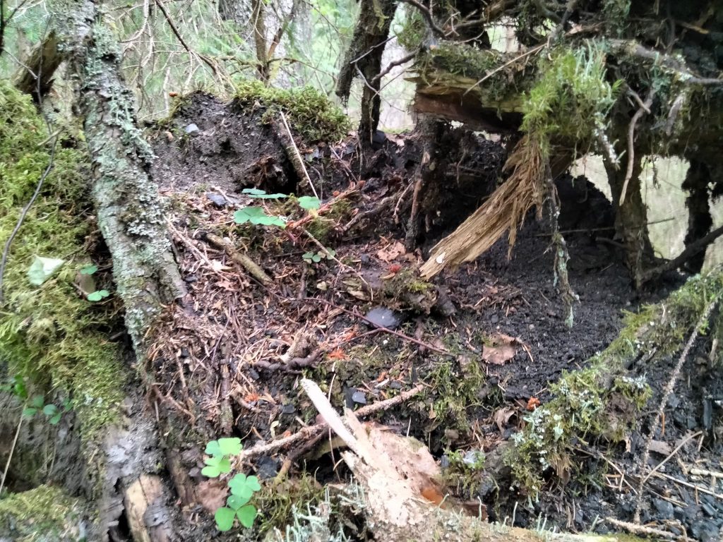 Mölnbackagranen på dryga 49 meter — receptet hyperitberggrund, sydöstsluttning och ett tysk ursprung? 6