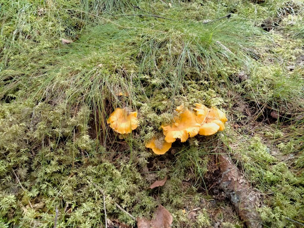 Tips för att hitta kantarellen i skogen 2021 8