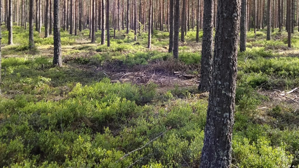 Bärplockning i Sverige 2021 7