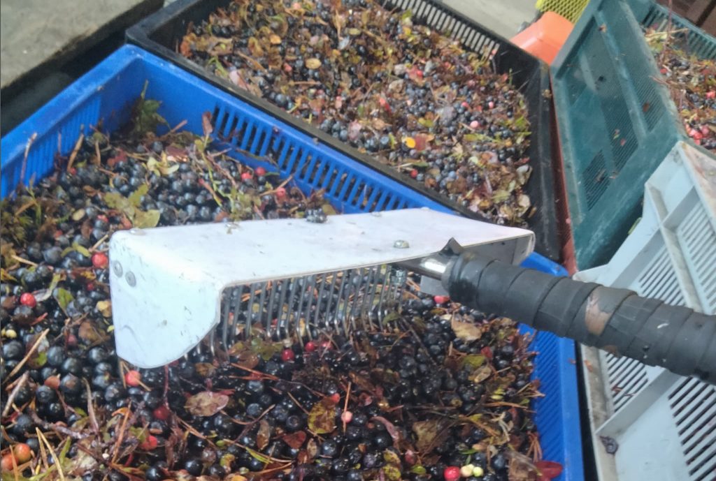 Bärplockning i Sverige 2021 8 Bärplockare-modell-räfsa