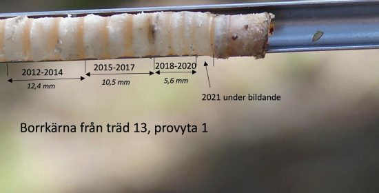 Borrkärna från gran som visar effekten av extremsommaren 2018