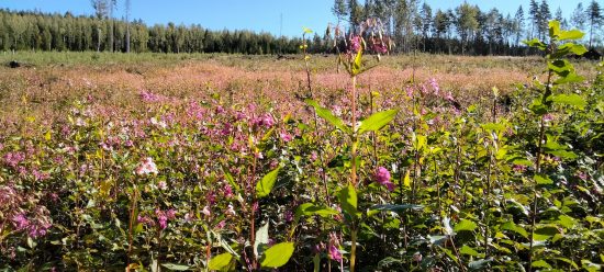Invasiva balsaminer i skogen 2021 -- inte bara contorta och tysklönn 4 invasiva jättebalsaminer