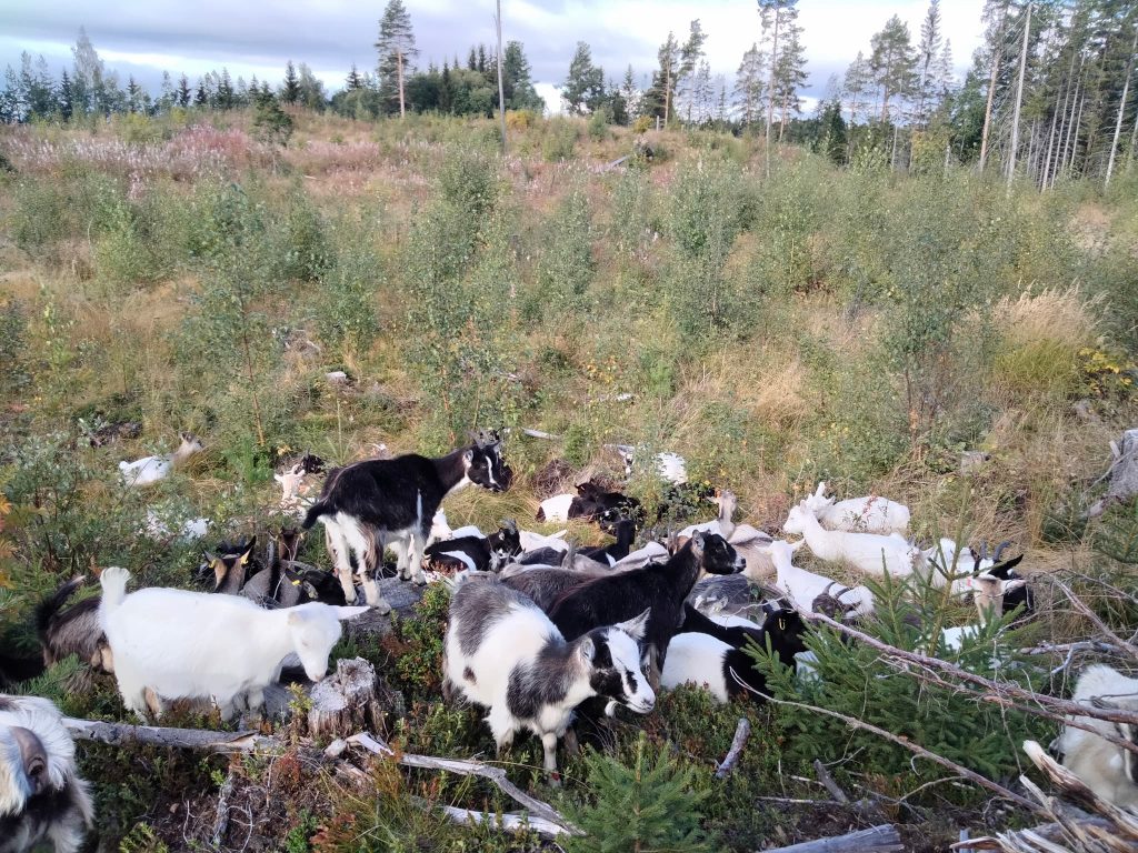 Invasiva balsaminer i skogen 2021 -- inte bara contorta och tysklönn 7