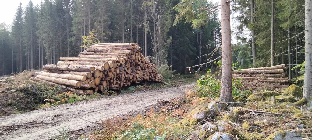 Sveaskog struntar i att "stoppa borrar" 2021 -- var "inte med i planeringen?" 8 Timmervälta-sortiment-GGB-GranBarkBorre