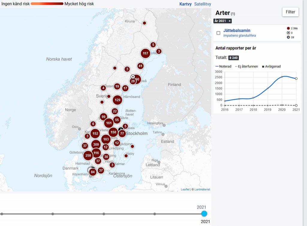 Invasiva balsaminer i skogen 2021 -- inte bara contorta och tysklönn 6