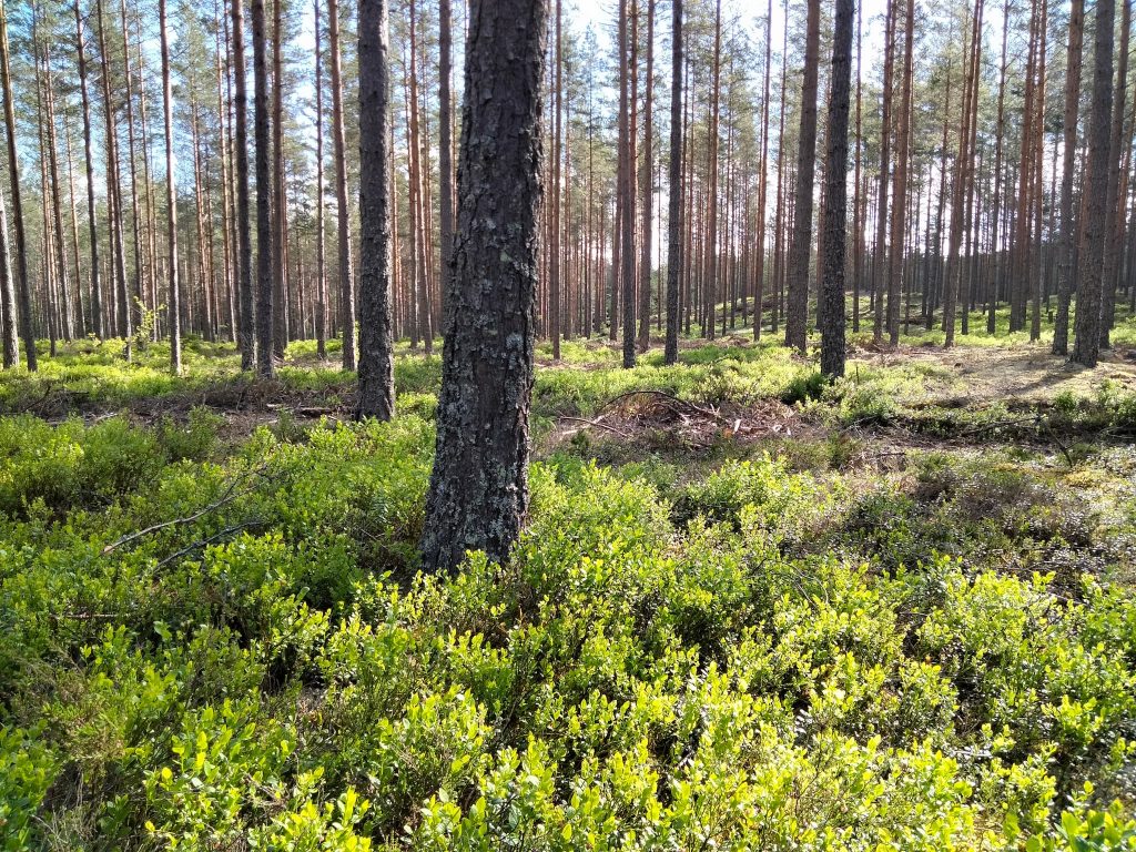 "Slaget om skogen" och älgvikterna 2021 -- sanning, konsekvens eller ingetdera? 9 Blåbärsris-tallskog
