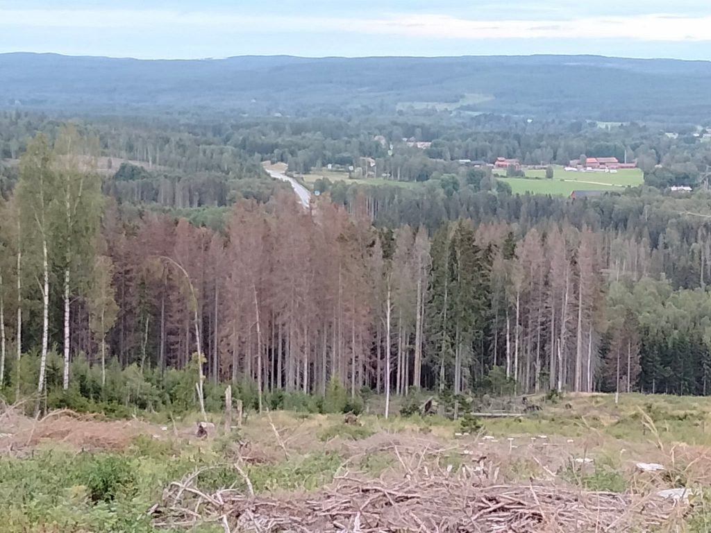 Granbarkborre 2021 -- svårt med rätt rekommendationer, och ännu svårare med genomförandet? 6 Barkborre-angrepp-nyckenbiotop