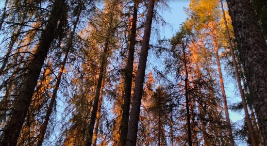 Barkborreangrepp i blandskog