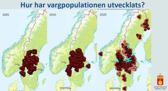 Vargsstammen sverige utveckling