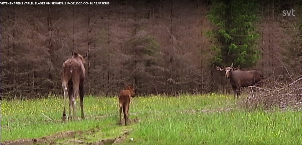 "Slaget om skogen" och älgvikterna 2021 -- sanning, konsekvens eller ingetdera? 5 taniga-älgvikt