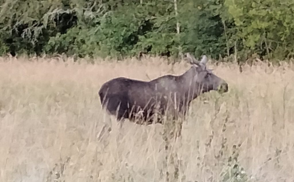 "Slaget om skogen" och älgvikterna 2021 -- sanning, konsekvens eller ingetdera? 10 Pinntjur-betar-salix