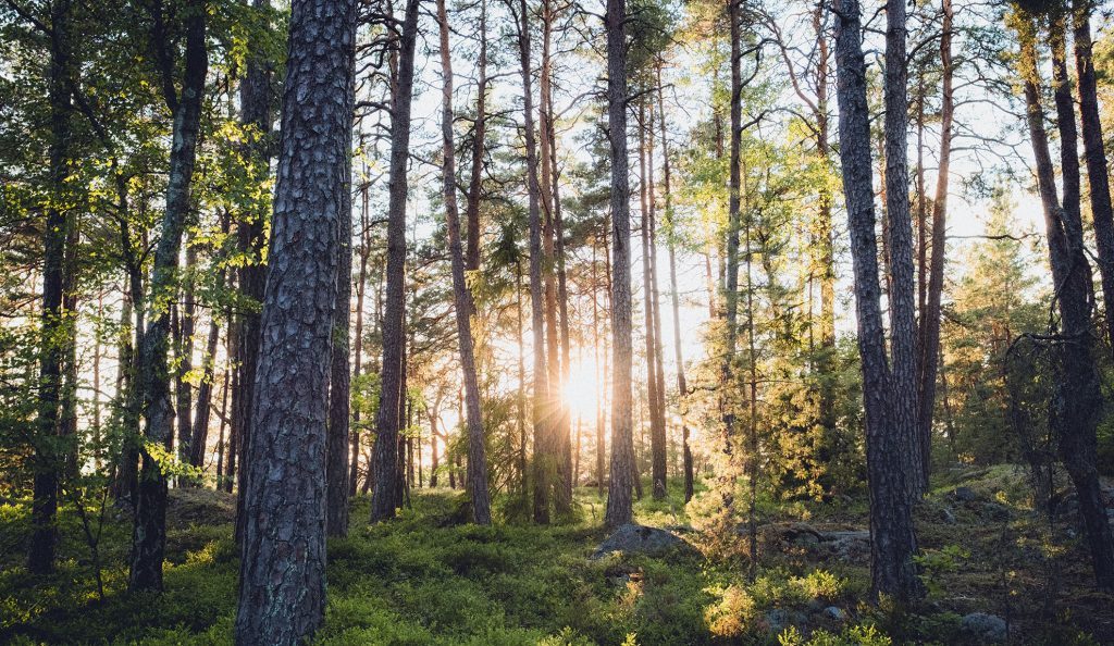 Massapolitruker — finns de 2022? 6 Svensk skog utanför Stockholm