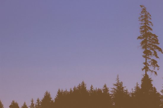 Skogsvårdslagen, sänker den virkespriset i Sverige?