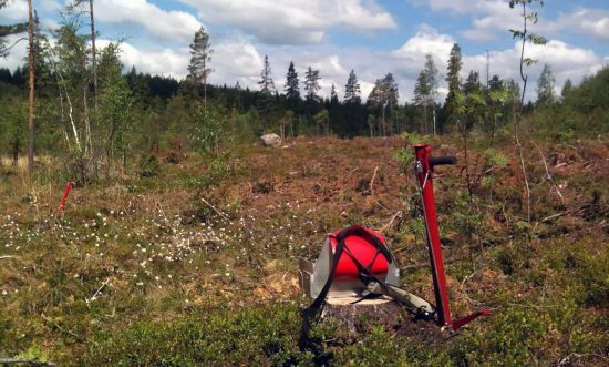 Skogsföryngring efter avverkning.