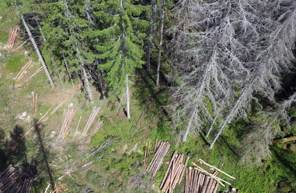 Granbarkborren 2022 - ett omvänt kinderägg för skogsägare 6 Sök och Plock avverkning med granskogen angripen av granbarkborre 2022