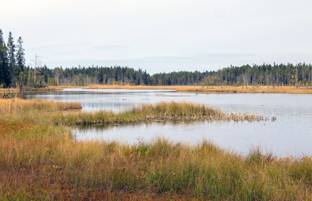 Skogsägarna lämnas ensamma i Regeringens budget 2023 6 Våtmark i Sverige