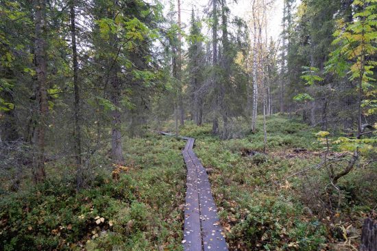 Kolsänkan kollapsar i Finland men frodas i Sverige? 4 Finlands kolsänka kollapsar med minskad tillväxt i skogen.