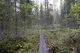 Finlands kolsänka kollapsar med minskad tillväxt i skogen.