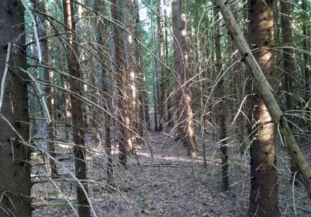 Regelförenklingar med LSÅ blir krångligt hos Skogsstyrelsen? 6 LSÅ slopas för planterad gran på gammal åkermark