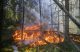 Skogsbrand kan både vara bra och dåligt i gällande klimatkris