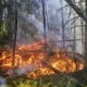 Skogsbrand kan både vara bra och dåligt i gällande klimatkris