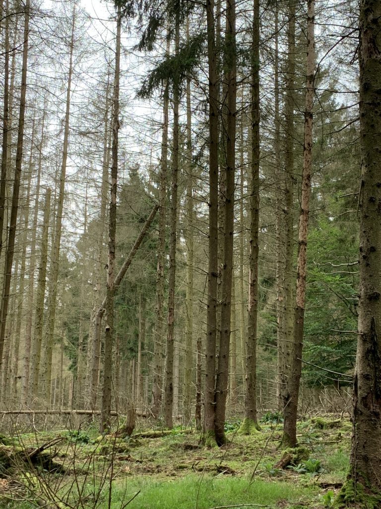 Tyskland – granandelen sjunker i den nya skogen 5 tysk granskog skadad av barkborre